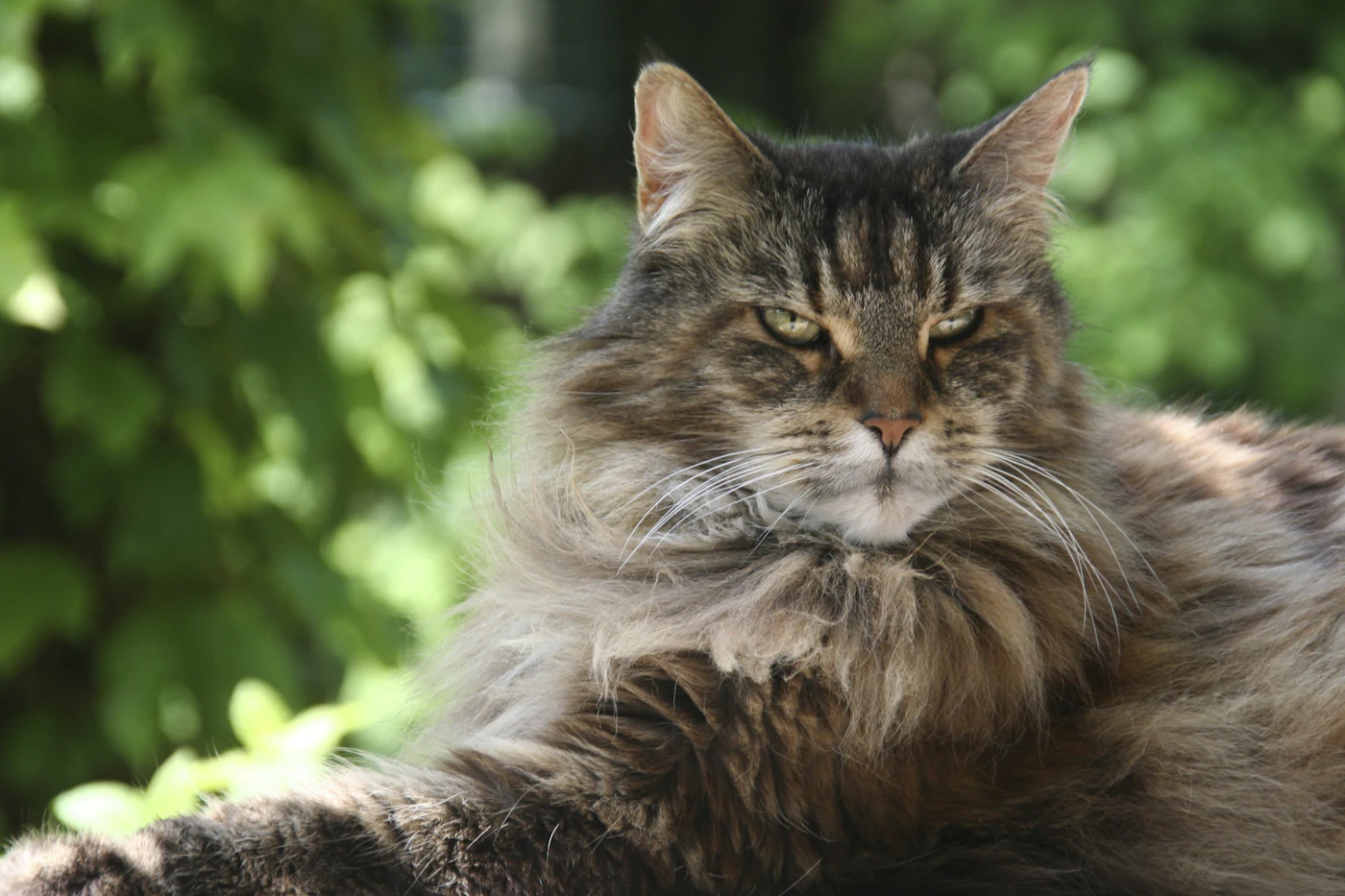 A long-haired Maine Coon cat