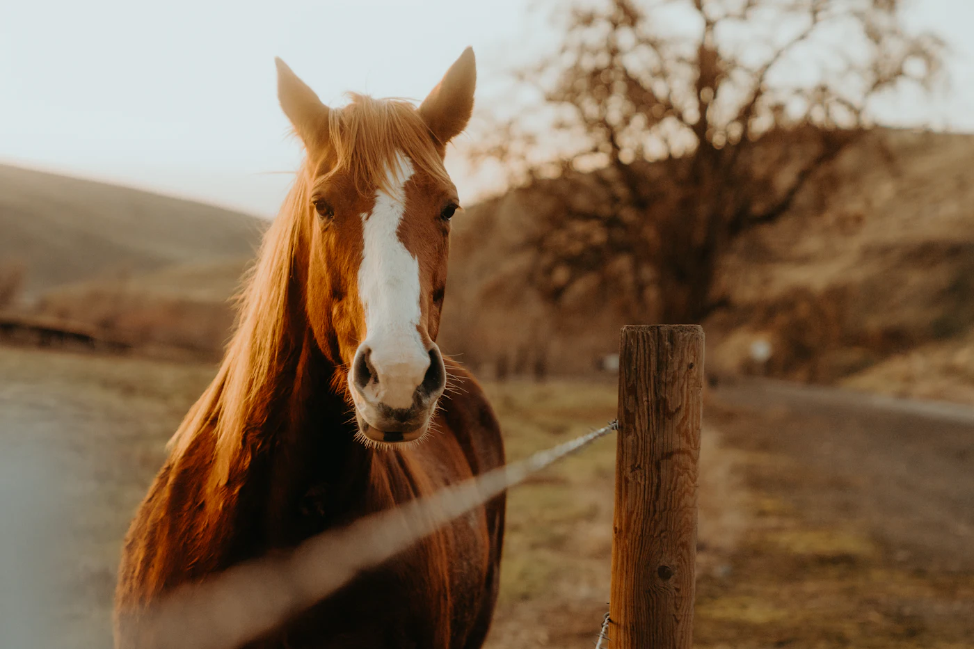 A bay horse with a white blaze