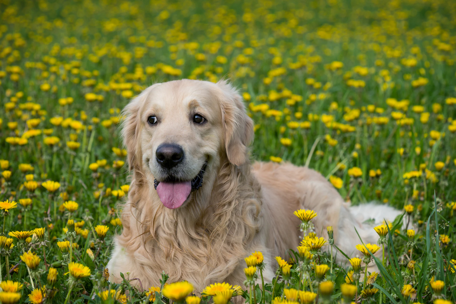 A golden retriever lying in a meadow of dandelions