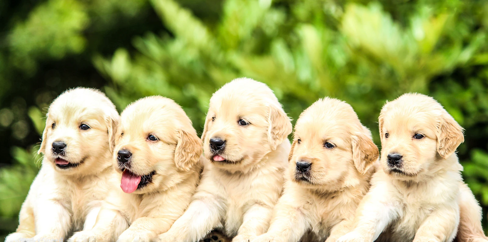 A litter of five retriever puppies