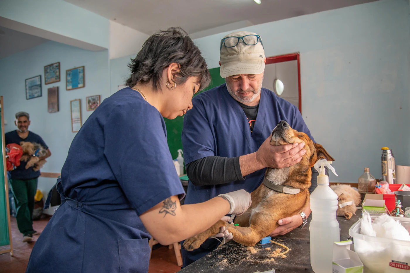Two vets examining a dog