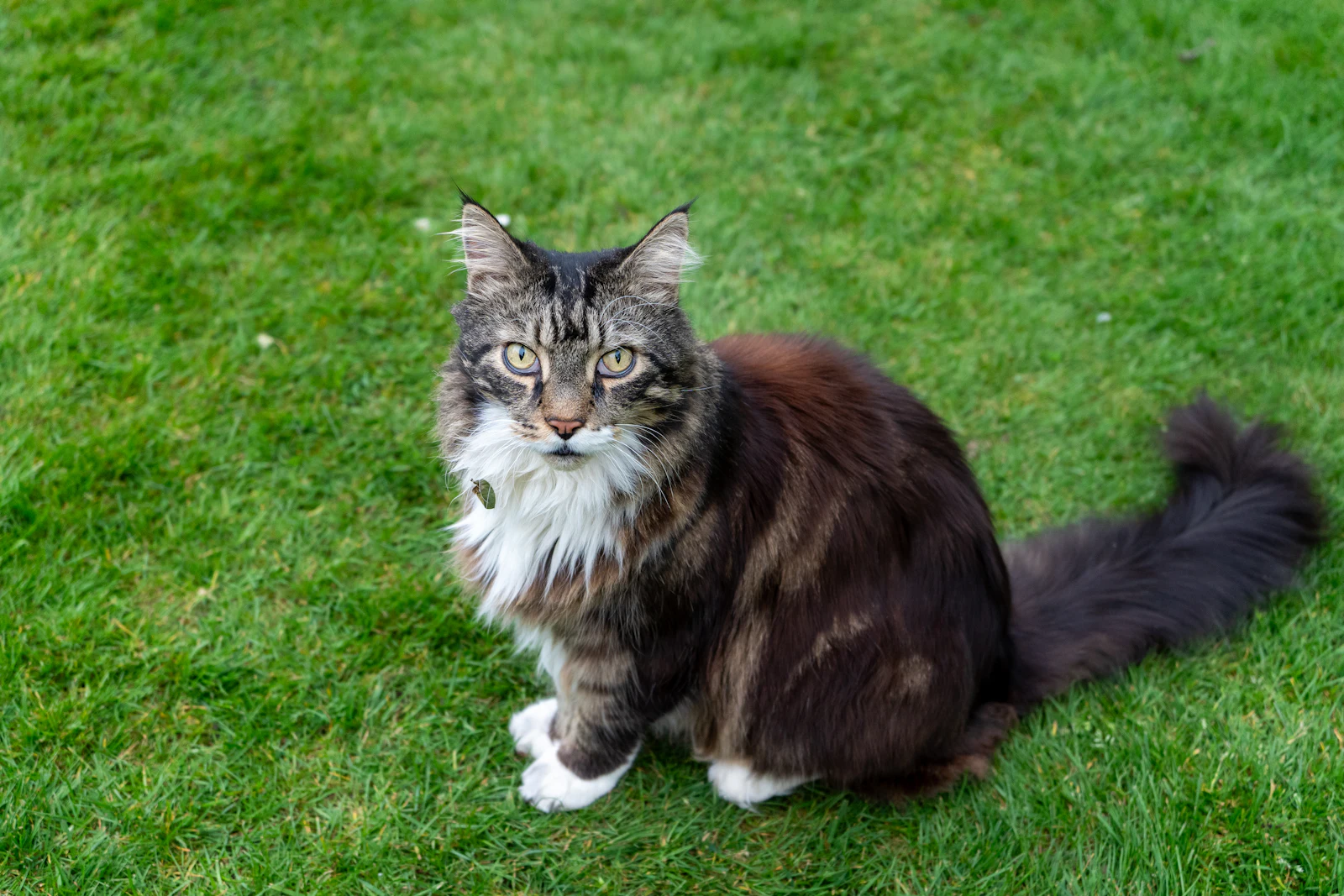 A Maine Coon cat on a lawn