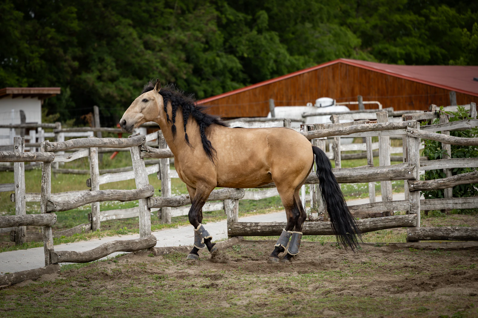 A buckskin horse in a ranch paddock