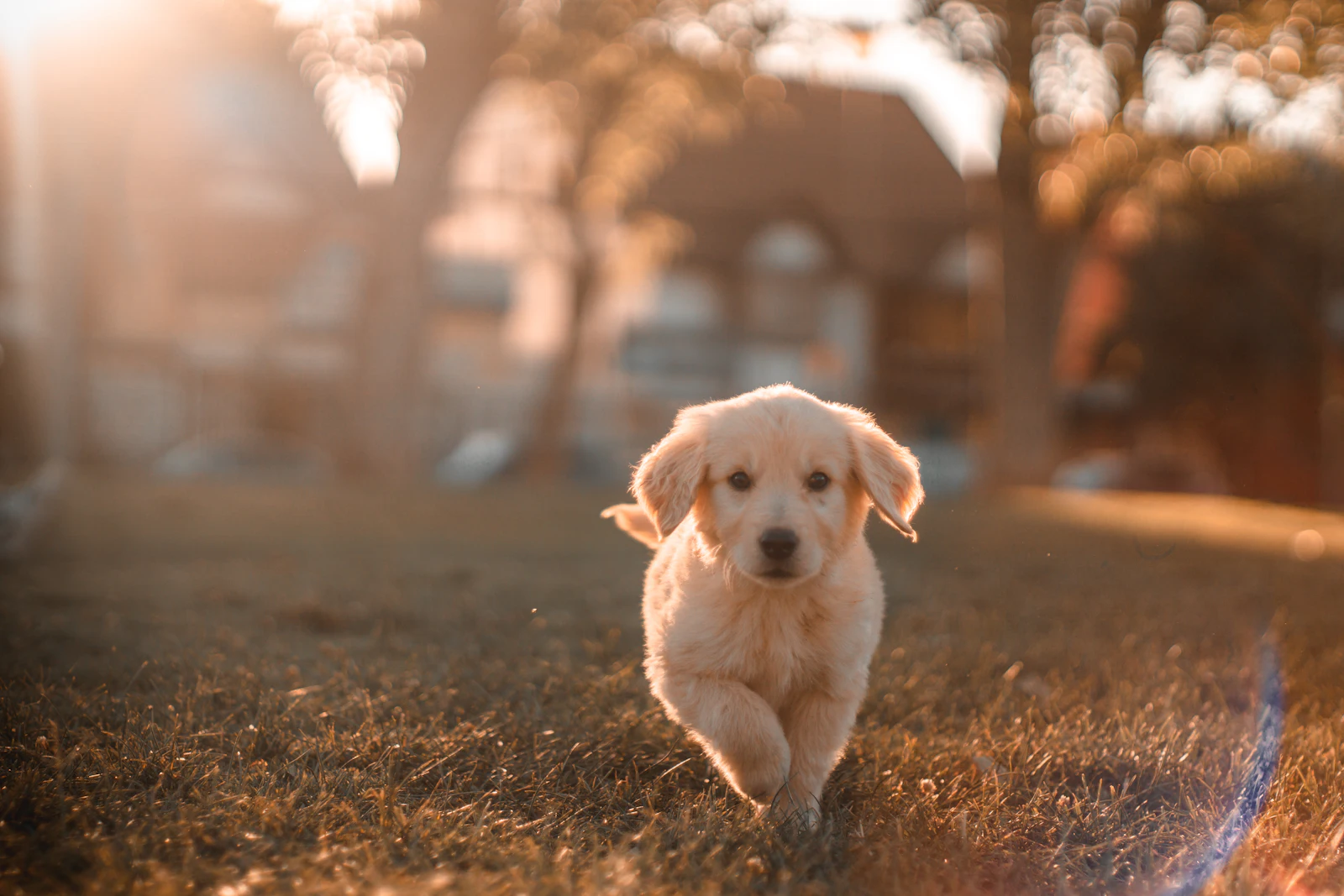 A puppy running across a lawn at sunset